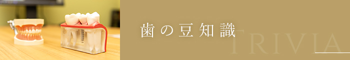 歯の豆知識